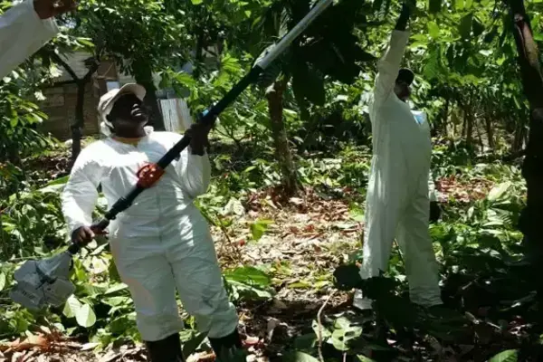 Two people in white protective suits prune dense green trees with a long pole saw. One looks up; another points.